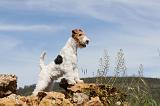 FOX TERRIER 201